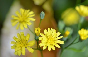 Heimische Gewürzpflanzen – der Rainkohl