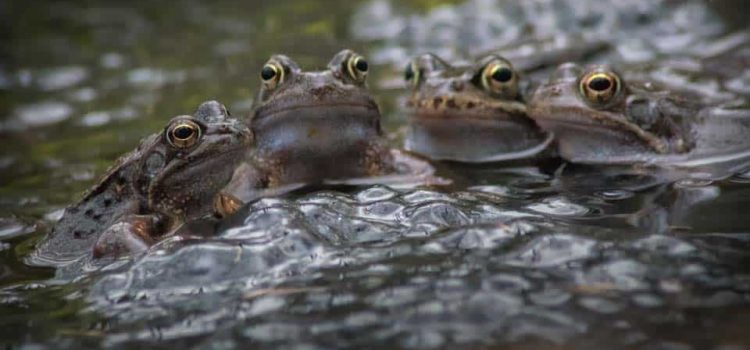 Einblicke ins Privatleben einer seltener werdenden Allerweltsart