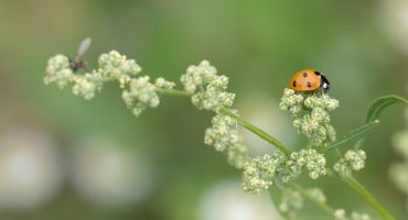Heimische Gewürzpflanzen – Melde