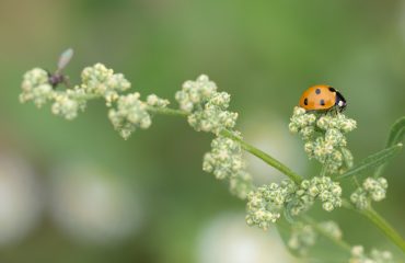 Heimische Gewürzpflanzen – Melde