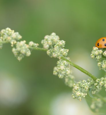 Heimische Gewürzpflanzen – Melde