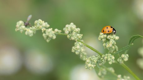Heimische Gewürzpflanzen – Melde