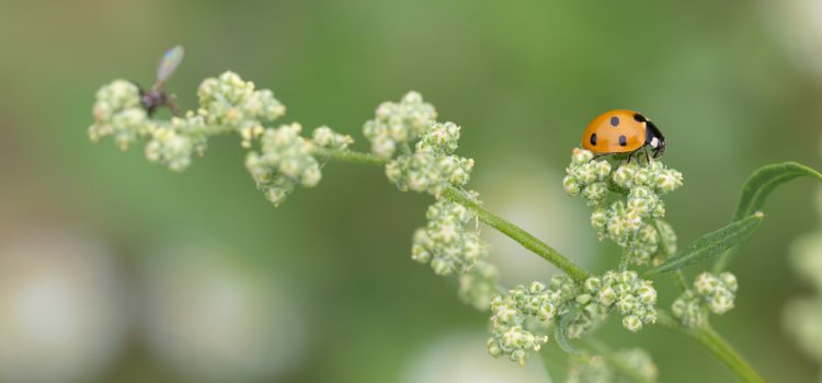 Heimische Gewürzpflanzen – Melde