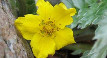 Heimische Gewürzpflanzen – Gänsefingerkraut