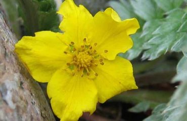Heimische Gewürzpflanzen – Gänsefingerkraut