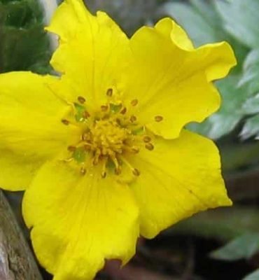 Heimische Gewürzpflanzen – Gänsefingerkraut