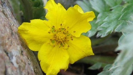 Heimische Gewürzpflanzen – Gänsefingerkraut