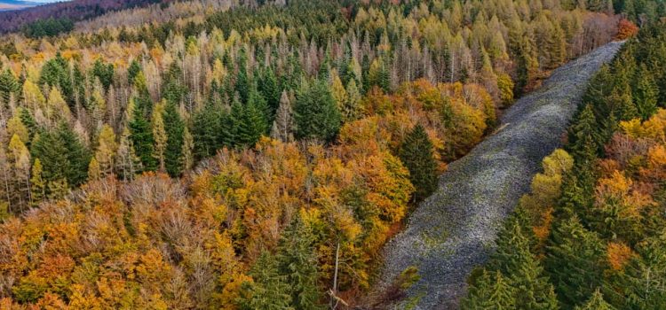 Herbst in unseren heimischen Wäldern