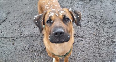 Grandiose Spürnasen - Die Superhelden von der Rettungshundestaffel