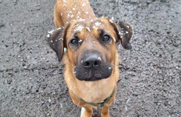 Grandiose Spürnasen - Die Superhelden von der Rettungshundestaffel