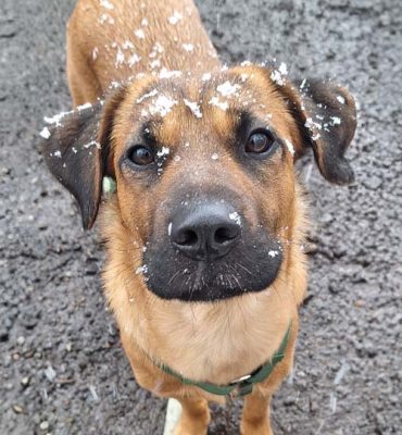 Grandiose Spürnasen - Die Superhelden von der Rettungshundestaffel