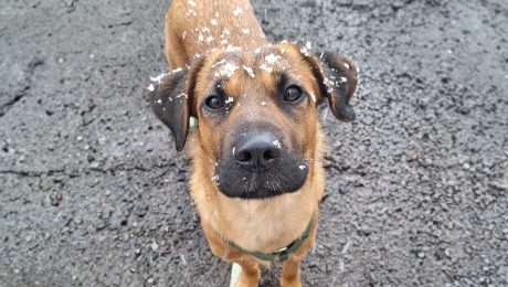 Grandiose Spürnasen - Die Superhelden von der Rettungshundestaffel