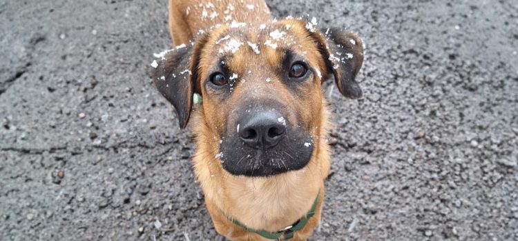 Grandiose Spürnasen - Die Superhelden von der Rettungshundestaffel