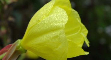 Heimische Gewürzpflanzen – Nachtkerze