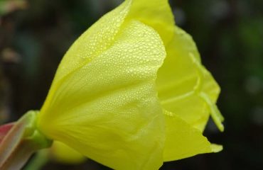 Heimische Gewürzpflanzen – Nachtkerze