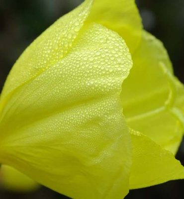 Heimische Gewürzpflanzen – Nachtkerze