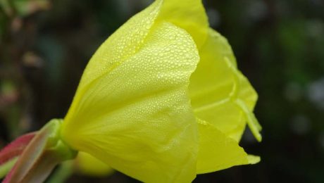 Heimische Gewürzpflanzen – Nachtkerze