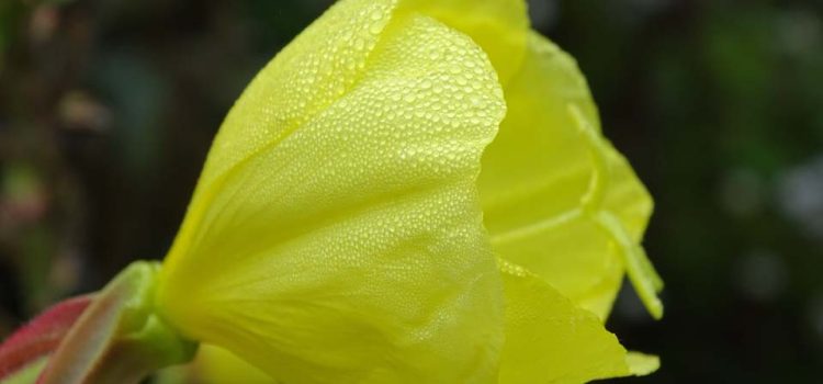 Heimische Gewürzpflanzen – Nachtkerze