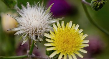 Heimische Gewürzpflanzen – Nachtkerze