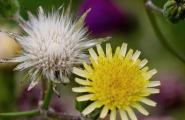 Heimische Gewürzpflanzen – Nachtkerze