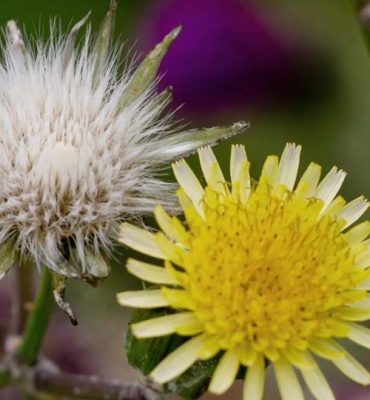 Heimische Gewürzpflanzen – Nachtkerze
