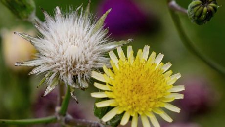Heimische Gewürzpflanzen – Nachtkerze