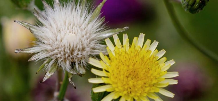 Heimische Gewürzpflanzen – Nachtkerze