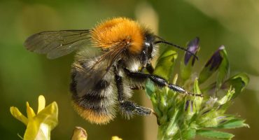 Wundersame Hummel und ihre Arten in unserer Region Wundersame Hummel und ihre Arten in unserer Region