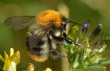 Wundersame Hummel und ihre Arten in unserer Region