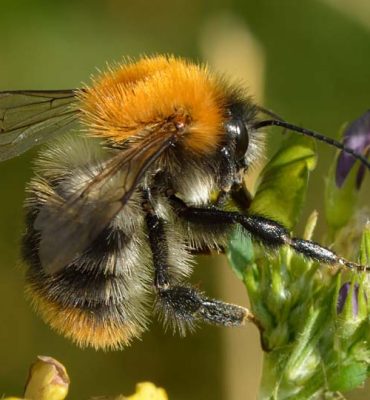 Wundersame Hummel und ihre Arten in unserer Region Wundersame Hummel und ihre Arten in unserer Region