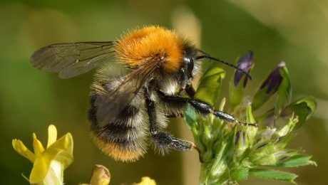 Wundersame Hummel und ihre Arten in unserer Region