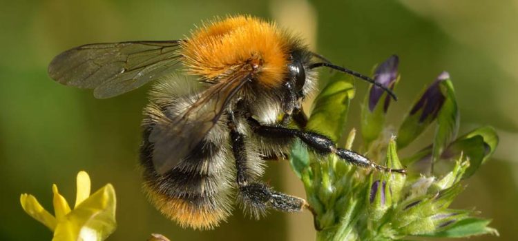 Wundersame Hummel und ihre Arten in unserer Region Wundersame Hummel und ihre Arten in unserer Region