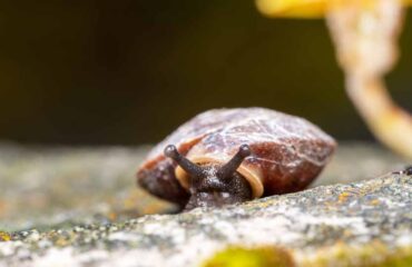 „Zeige mir, wie du baust…“ Heimische Schneckenhäuschen bestimmen Teil 2