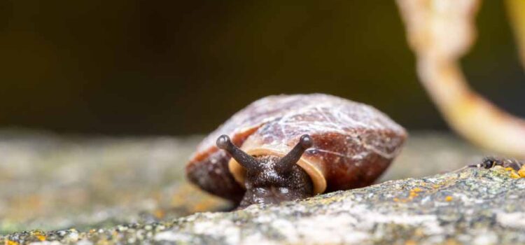 „Zeige mir, wie du baust…“ Heimische Schneckenhäuschen bestimmen Teil 2